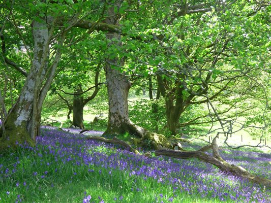 Bluebell Wood at Nannerth Country Holidays